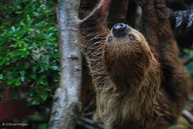 Sloths Arrive At Moody Gardens Moody Gardens