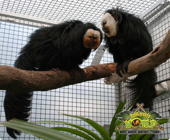 White-faced Saki