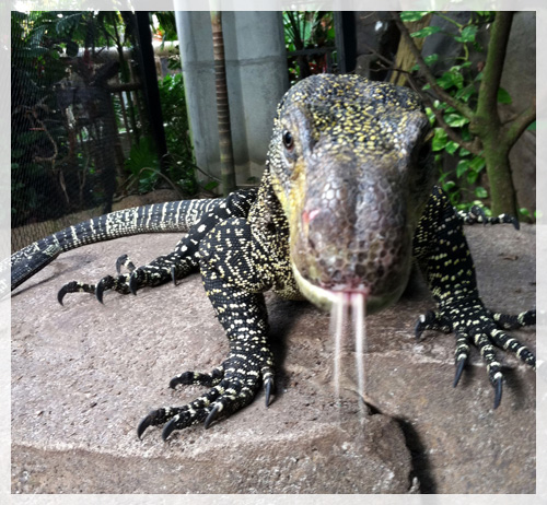 crocodile monitor pet