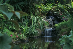 Our Dedication To Saving The Rainforest Moody Gardens