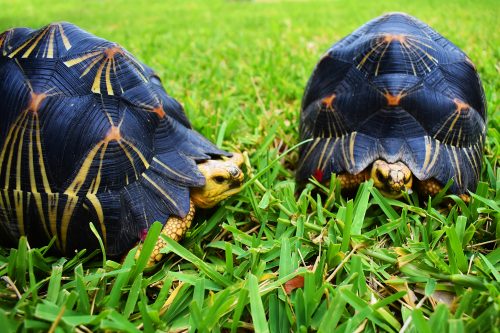 teamwork cute turtles