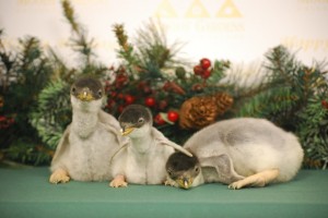 Three Gentoo penguin chicks are now a part of the Moody Gardens family.