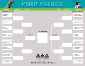 CLICK to download the 2014 Moody Madness Bracket