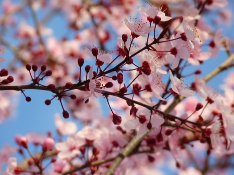 almond-blossom-5290_640