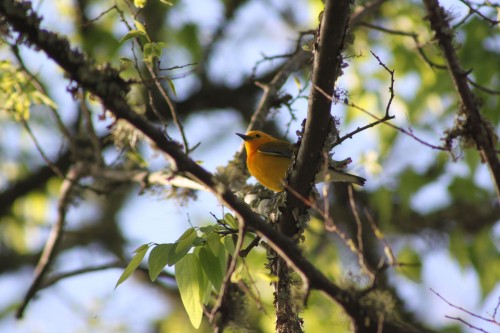 birding-warbler