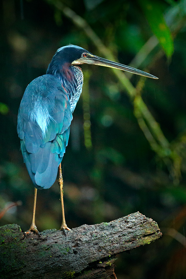 The Agami Heron at its breeding grounds in Costa Rica at Pacuare Reserve.