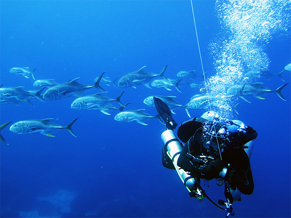 Divers from Moody Gardens make their way down to the Flower Garden Banks National Marine Sanctuary coral reefs.