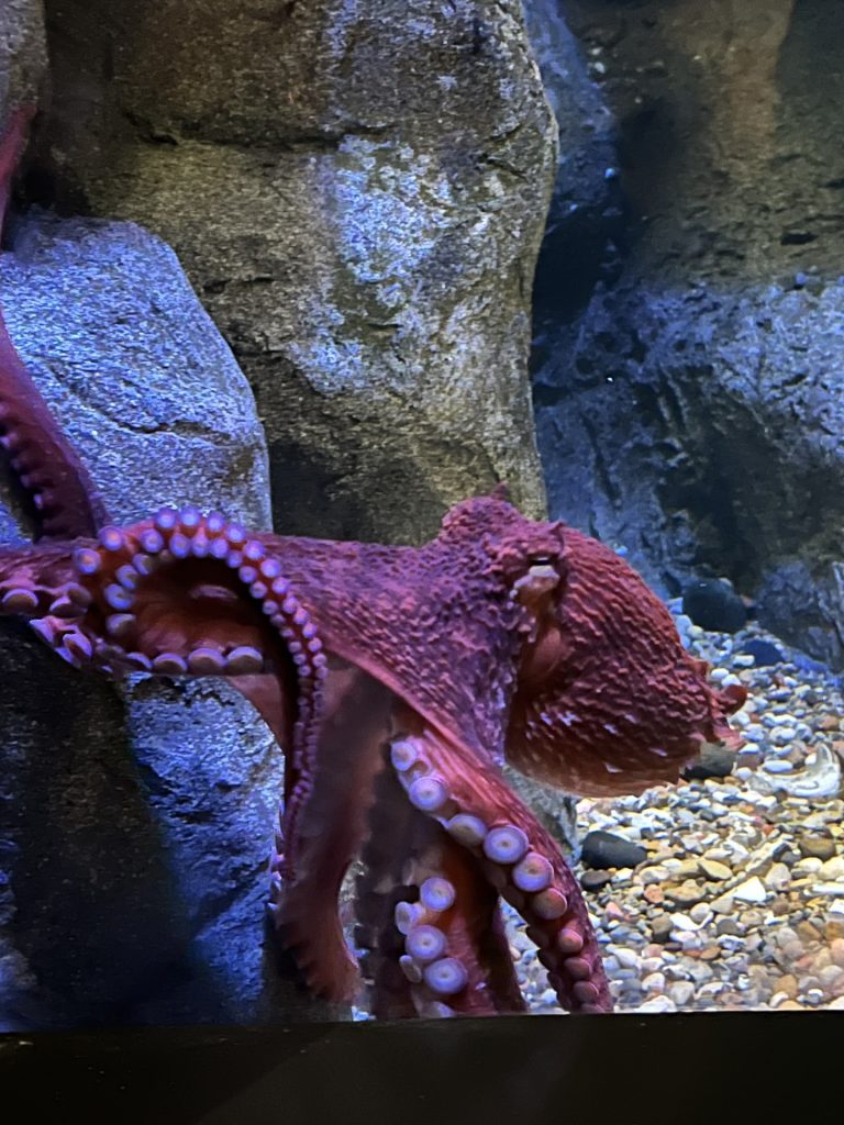 Ducky, the Giant Pacific Octopus in his tank at the Aquarium Pyramid