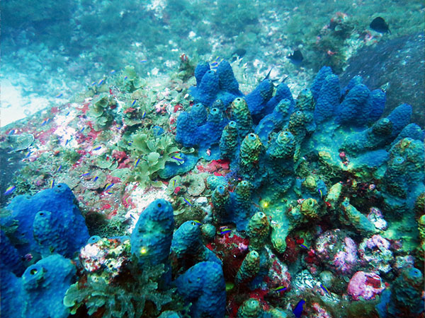 Brilliant and varied colored coral reefs sitting on the ocean floor at the Flower Garden Banks National Marine Sanctuary. 