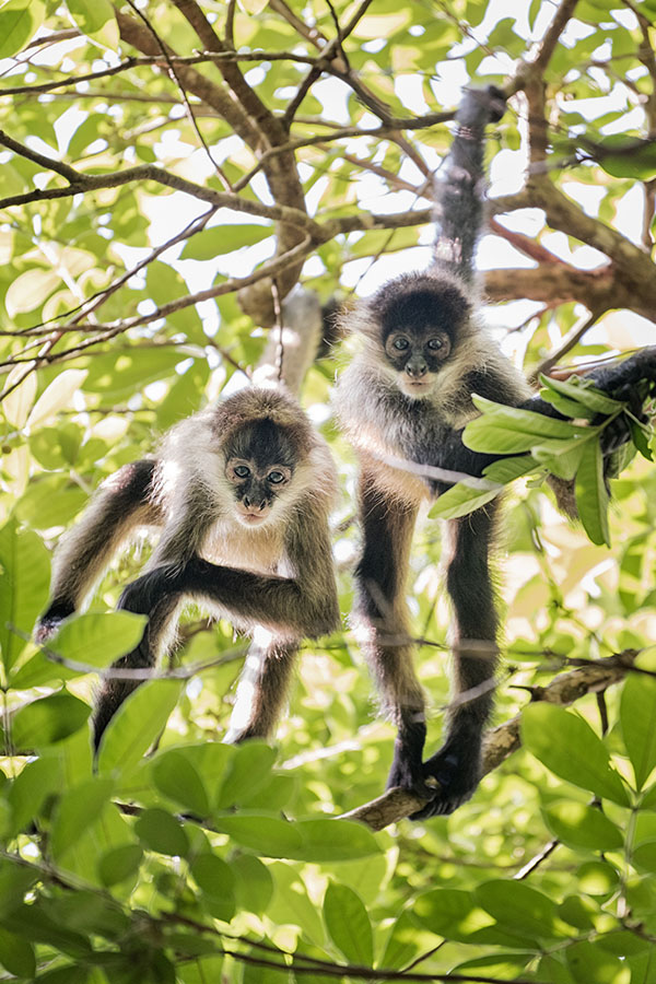 Two Spider Monkeys look down through the branches of the rainforest at Pacuare Reserve. 
