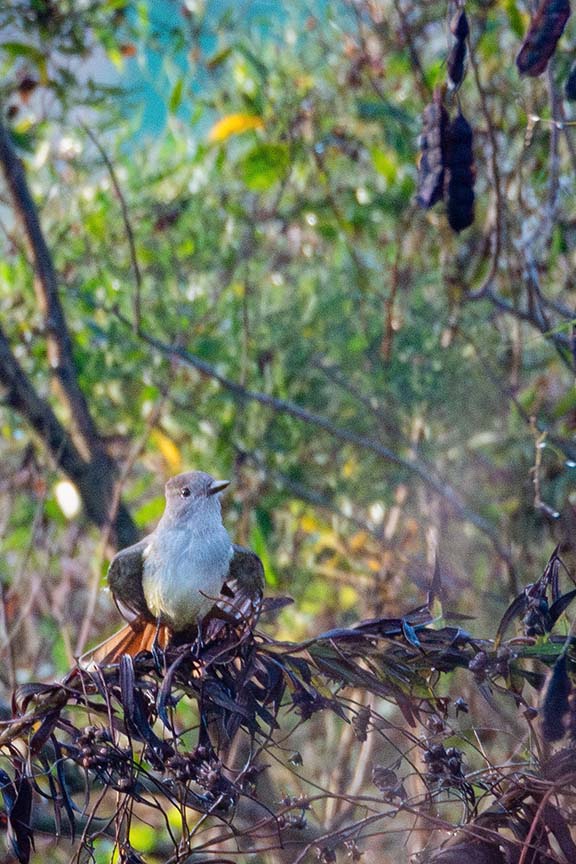 An ash-throated Flycatcher sits on a withered brown brand in a forest setting with rays of sunlight peeking through the forage. 