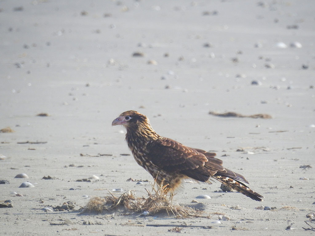 The second, official sighting of a juvenile Yellow-headed Caracara on the beach of Galveston. Speckled yellow across a dark brown coat along with a signature beak indicative from birds of prey.