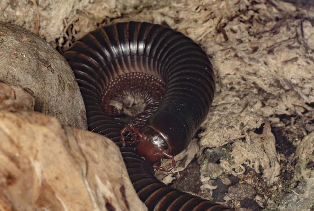 A dark, segmented, multi-legged Giant African Millipede (Archispirostreptus gigas) is curled up against a rock in a display enclosure.